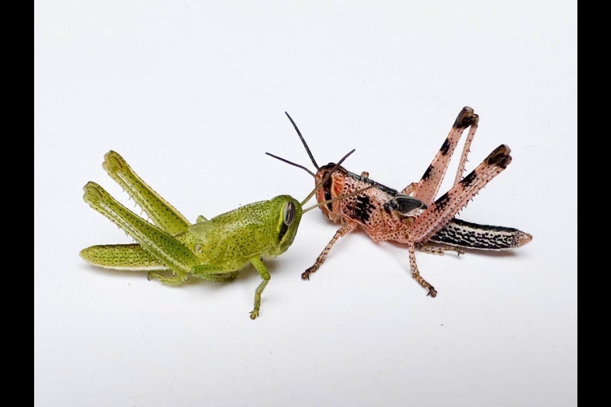 Locust of different phase changes
