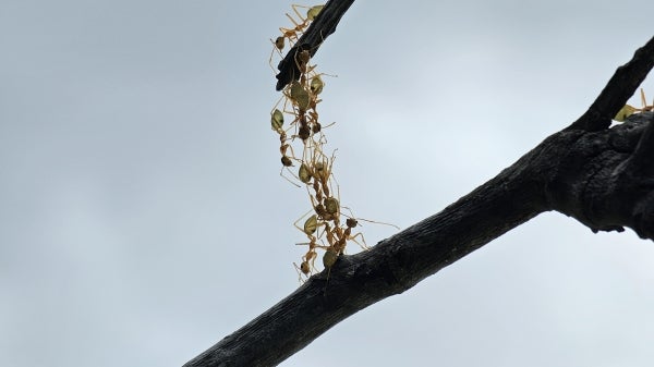 Oecophylla ants make a vertical bridge 