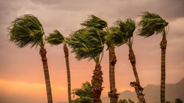 Six palm trees blowing in an Arizona storm.